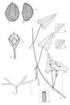 Dessin botanique de Ipomoea aquatica - Convolvulaceae - © Kamga Tchaye / CIRAD