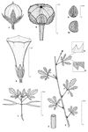 Dessin botanique de Ipomoea coptica - Convolvulaceae - © Kamga Tchaye / CIRAD