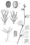 Dessin botanique de Ipomoea dichroa - Convolvulaceae - © Kamga Tchaye / CIRAD