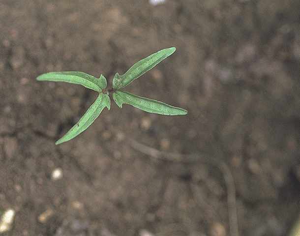 Plantule de Ipomoea dichroa - 
Convolvulaceae - © Thomas le Bourgeois / CIRAD