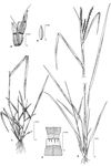 Dessin botanique de Ischaemum afrum - Poaceae - © Kamga Tchaye / CIRAD