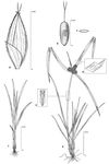 Dessin botanique de Kyllinga pumila - Cyperaceae - © Kamga Tchaye / CIRAD