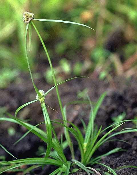 Exemplaire adulte de Kyllinga pumila - Cyperaceae - © Thomas le Bourgeois / CIRAD