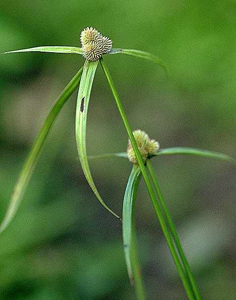 Détail de Kyllinga pumila - Cyperaceae - © Thomas le Bourgeois / CIRAD