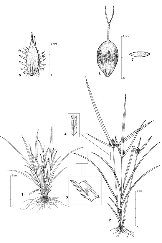 Dessin botanique de Kyllinga squamulata - Cyperaceae - © Kamga Tchaye / CIRAD
