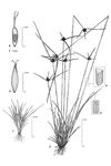 Dessin botanique de Kyllinga tenuifolia - Cyperaceae - © Kamga Tchaye / CIRAD