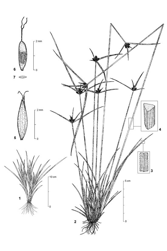 Dessin botanique de Kyllinga tenuifolia - Cyperaceae - © Kamga Tchaye / CIRAD