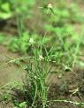 Kyllinga tenuifolia - Cyperaceae au stade adulte - © Thomas le Bourgeois / CIRAD