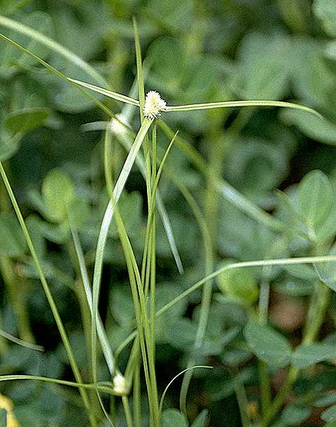 Détail de Kyllinga tenuifolia - Cyperaceae - © Thomas le Bourgeois / CIRAD