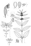 Dessin botanique de Leucas martinicensis - Lamiaceae - © Kamga Tchaye / CIRAD