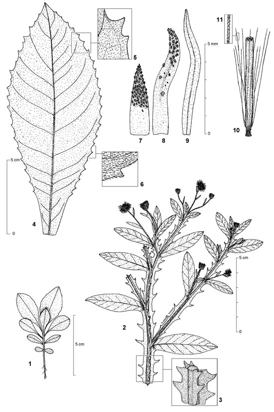 Dessin botanique de Laggera pterodonta - Asteraceae - © Kamga Tchaye / CIRAD