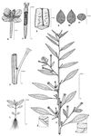 Dessin botanique de Ludwigia hyssopifolia - Onagraceae - © Kamga Tchaye / CIRAD