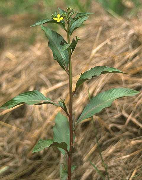 Exemplaire adulte de Ludwigia hyssopifolia - Onagraceae - © Thomas le Bourgeois / CIRAD