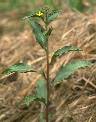 Ludwigia hyssopifolia - Onagraceae au stade adulte - © Thomas le Bourgeois / CIRAD