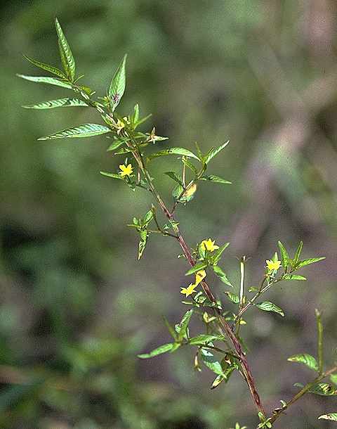 Détail de Ludwigia hyssopifolia - Onagraceae - © Thomas le Bourgeois / CIRAD