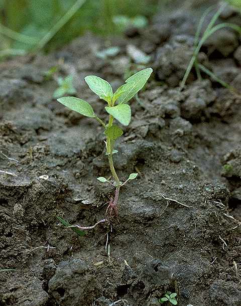 Plantule de Ludwigia hyssopifolia - Onagraceae - © Thomas le Bourgeois / CIRAD