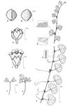Dessin botanique de Merremia emarginata - Convolvulaceae - © Kamga Tchaye / CIRAD