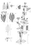 Dessin botanique de Nelsonia canescens - Acanthaceae - © Kamga Tchaye / CIRAD