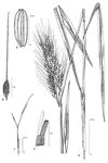 Dessin botanique de Oryza barthii - Poaceae - © Kamga Tchaye / CIRAD
