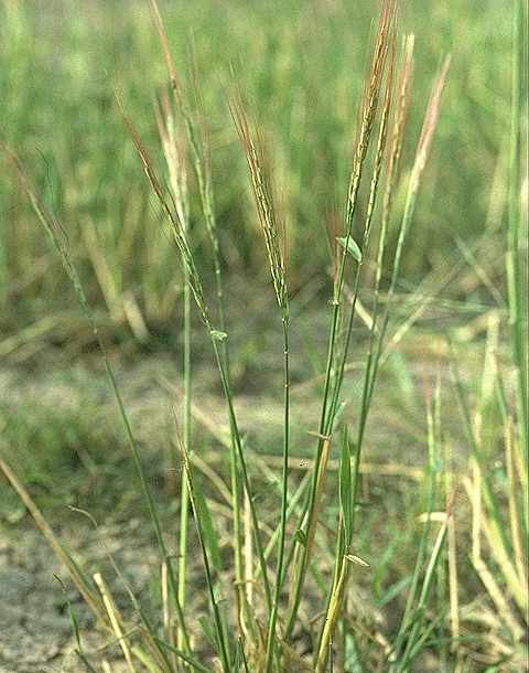 Exemplaire adulte de Oryza barthii - Poaceae - © Thomas le Bourgeois / CIRAD