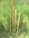Détail de Oryza barthii - Poaceae - © Thomas le Bourgeois / CIRAD