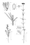 Dessin botanique de Polycarpaea corymbosa - Caryophyllaceae - © Kamga Tchaye / CIRAD