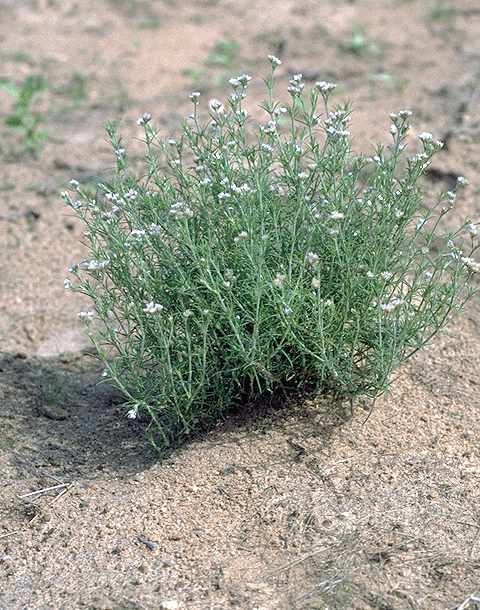 Exemplaire adulte de Polycarpaea corymbosa - Caryophyllaceae - © Thomas le Bourgeois / CIRAD