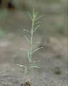 Polycarpaea corymbosa - Caryophyllaceae au stade plantule - © Thomas le Bourgeois / CIRAD