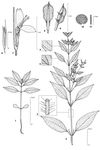 Dessin botanique de Peristrophe bicalyculata - Acanthaceae - © Kamga Tchaye / CIRAD