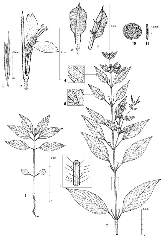 Dessin botanique de Peristrophe bicalyculata - Acanthaceae - © Kamga Tchaye / CIRAD