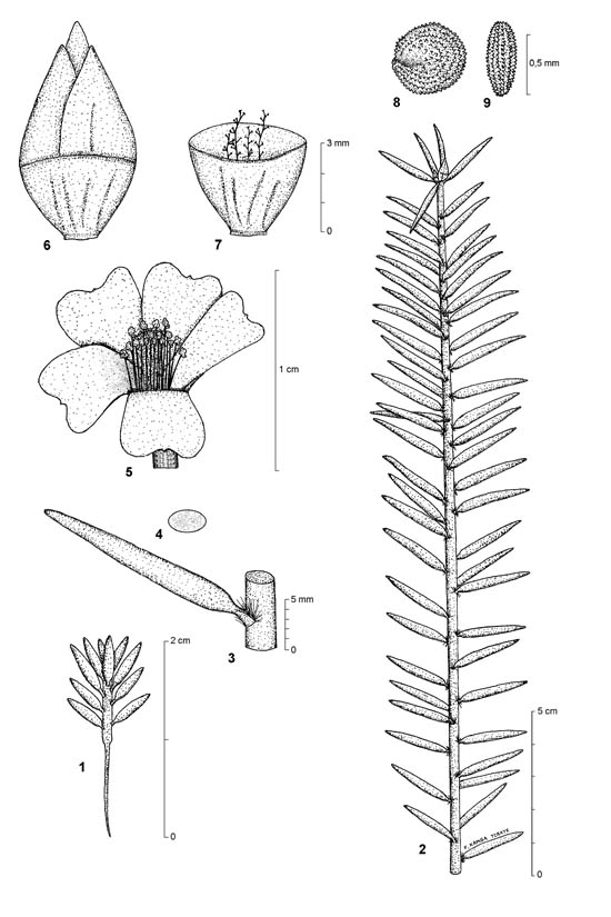 Dessin botanique de Portulaca grandiflora - Portulacaceae - © Kamga Tchaye / CIRAD