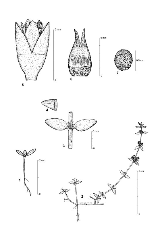 Dessin botanique de Portulaca quadrifida - Portulacaceae - © Kamga Tchaye / CIRAD