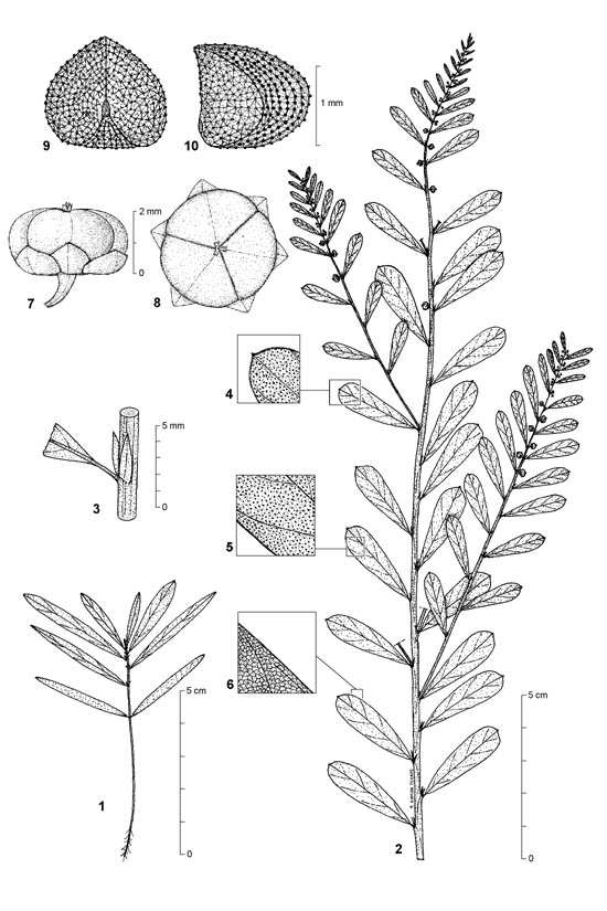 Dessin botanique de Phyllanthus maderaspatensis - Euphorbiaceae - © Kamga Tchaye / CIRAD