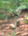 Détail de Phyllanthus maderaspatensis - Euphorbiaceae - © Thomas le Bourgeois / CIRAD