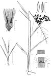 Dessin botanique de Melinis repens - Poaceae - © Kamga Tchaye / CIRAD