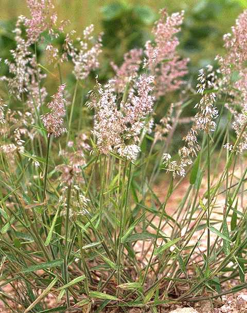 Exemplaire adulte de Melinis repens - Poaceae - © Thomas le Bourgeois / CIRAD