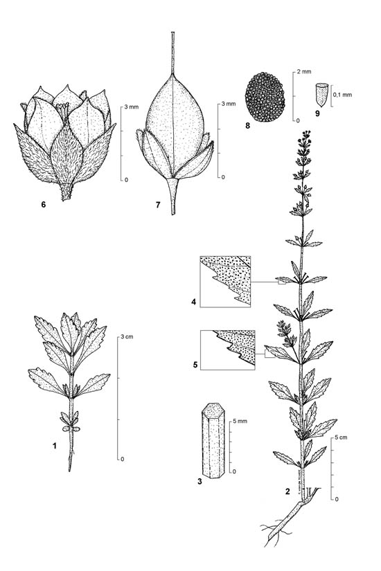 Dessin botanique de Scoparia dulcis - Plantaginaceae - © Kamga Tchaye / CIRAD