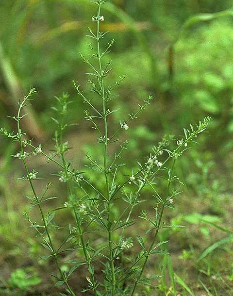 Exemplaire adulte de Scoparia dulcis - Plantaginaceae - © Thomas le Bourgeois / CIRAD