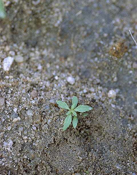 Plantule de Scoparia dulcis - Plantaginaceae - © Thomas le Bourgeois / CIRAD