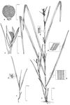 Dessin botanique de Scleria sphaerocarpa - Cyperaceae - © Kamga Tchaye / CIRAD