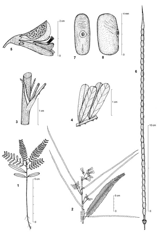 Dessin botanique de Sesbania pachycarpa - Fabaceae - © Kamga Tchaye / CIRAD