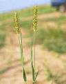 Détail de Setaria pumila - Poaceae - © Thomas le Bourgeois / CIRAD