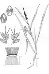 Dessin botanique de Setaria verticillata - Poaceae - © Kamga Tchaye / CIRAD