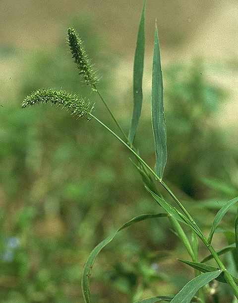 Exemplaire adulte de Setaria verticillata - Poaceae - © Thomas le Bourgeois / CIRAD