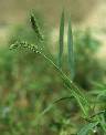 Setaria verticillata - Poaceae au stade adulte - © Thomas le Bourgeois / CIRAD