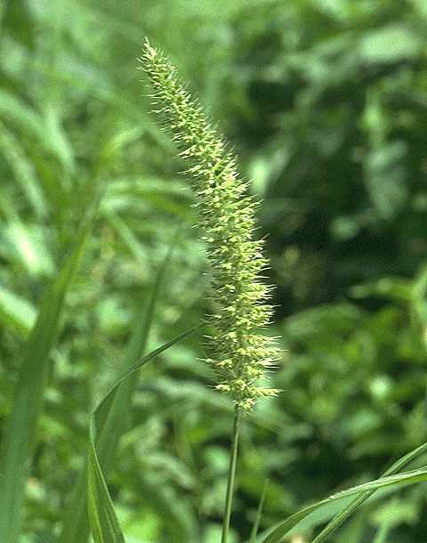 Détail de Setaria verticillata - Poaceae - © Thomas le Bourgeois / CIRAD