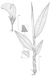 Dessin botanique de Siphonochilus aethiopicus - Zingiberaceae - © Kamga Tchaye / CIRAD