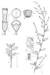 Dessin botanique de Schwenkia americana - Solanaceae - © Kamga Tchaye / CIRAD