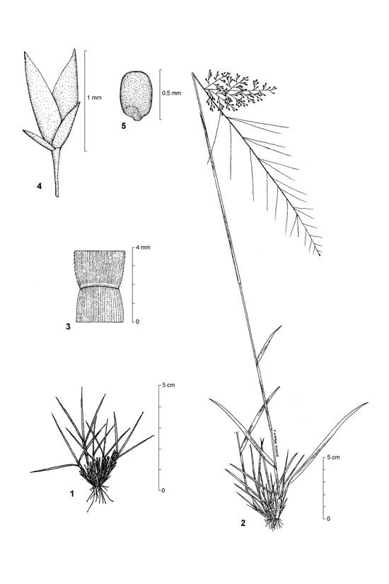 Dessin botanique de Sporobolus festivus - Poaceae - © Kamga Tchaye / CIRAD