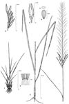 Dessin botanique de Sporobolus indicus - Poaceae - © Kamga Tchaye / CIRAD